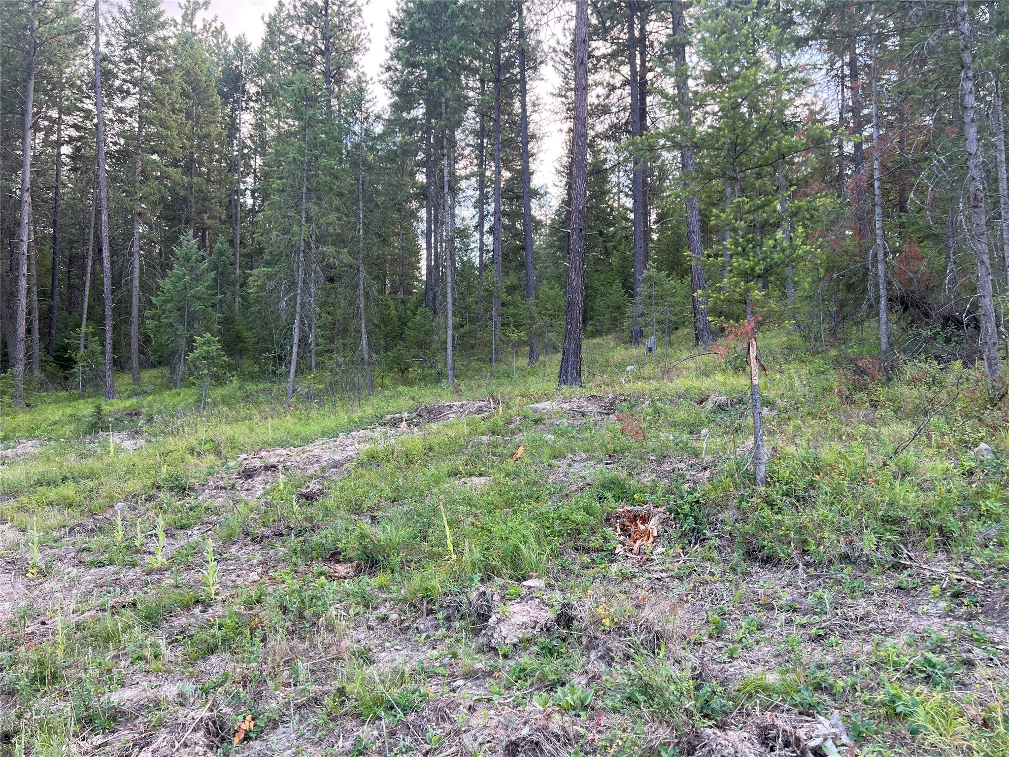Tbd Granite Lake Road, Unit 6 Libby, MT 59923 - Photo 6 of 6 Gallery Image 6