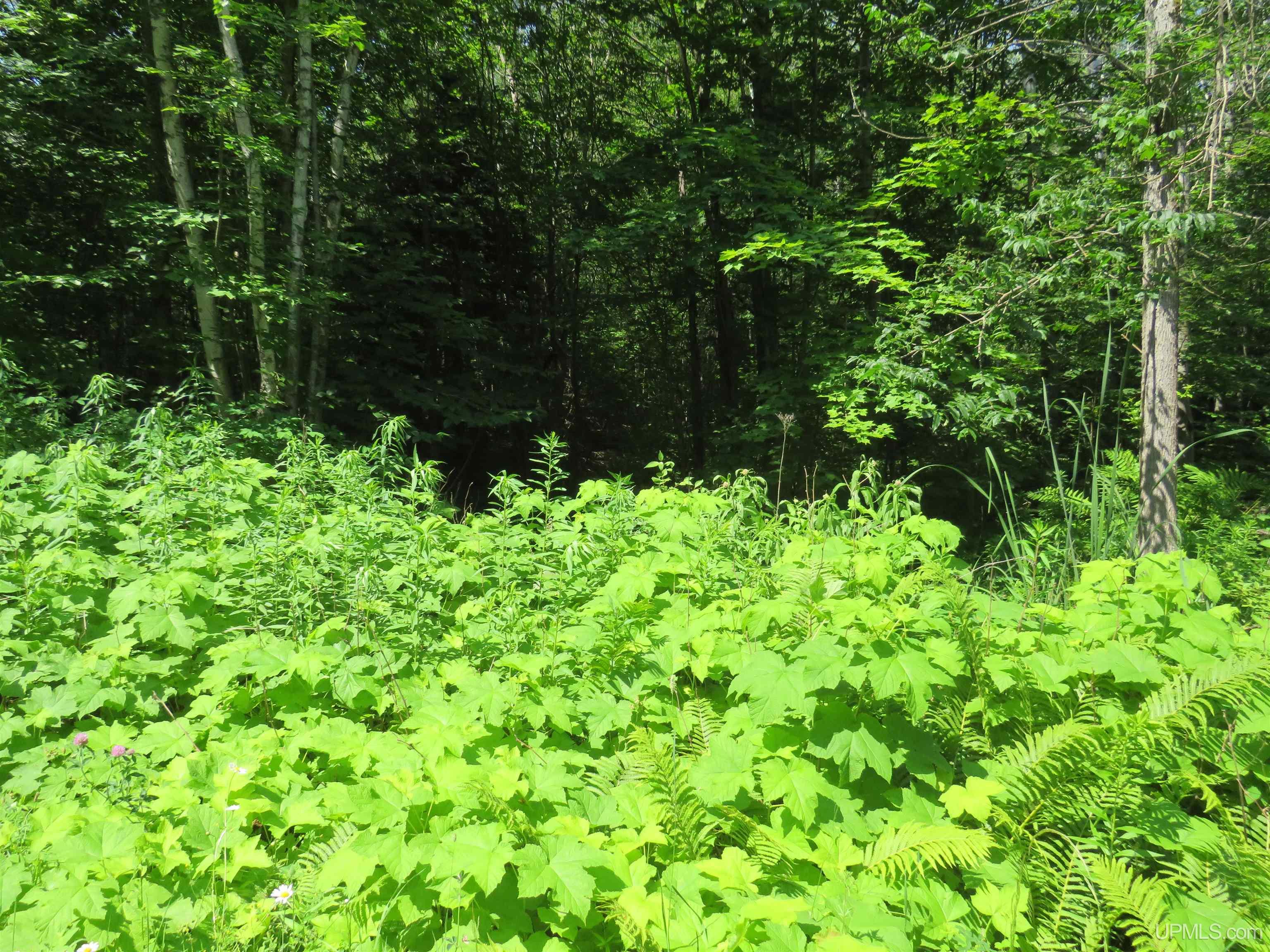 Tbd Curlew Road Ontonagon, MI 49953 - Photo 21 of 36