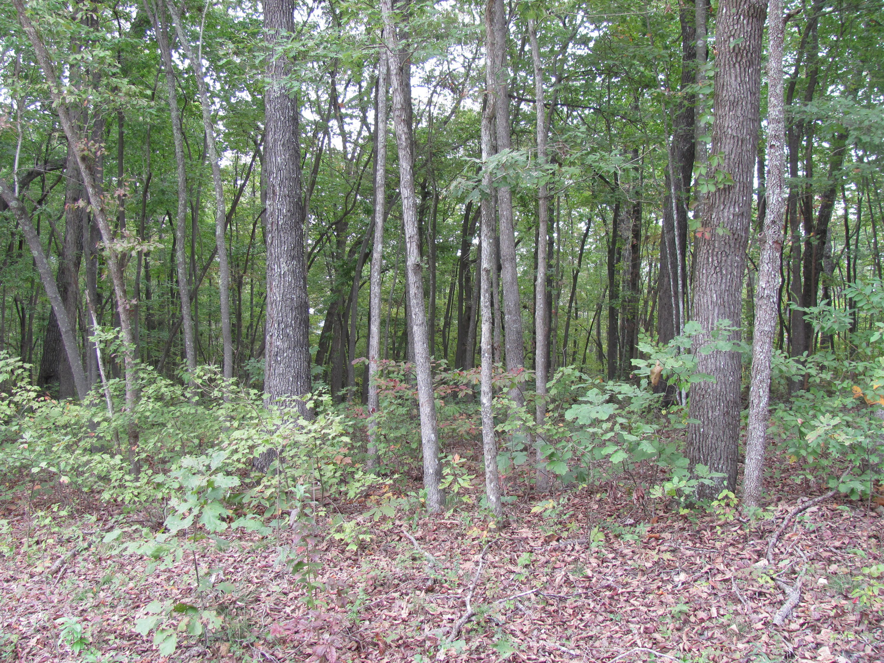 109 Folkstone Road Fairfield Glade, TN 38558 - Photo 1 of 1 Meadows Properties lots 014