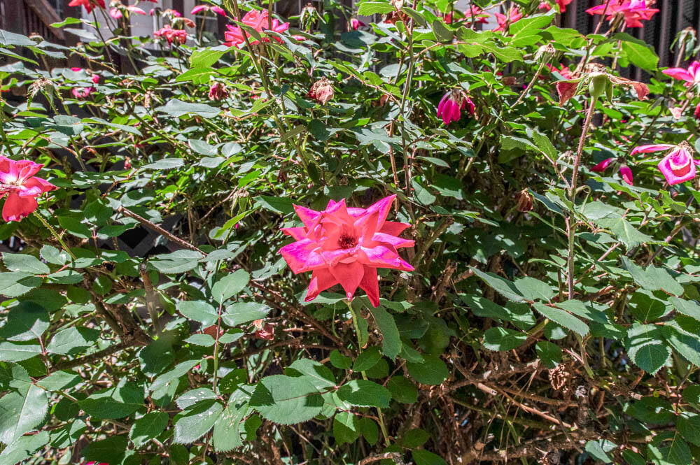 1932 Bolin Road North Augusta, SC 29841 - Photo 36 of 50 Beautiful Flowers!