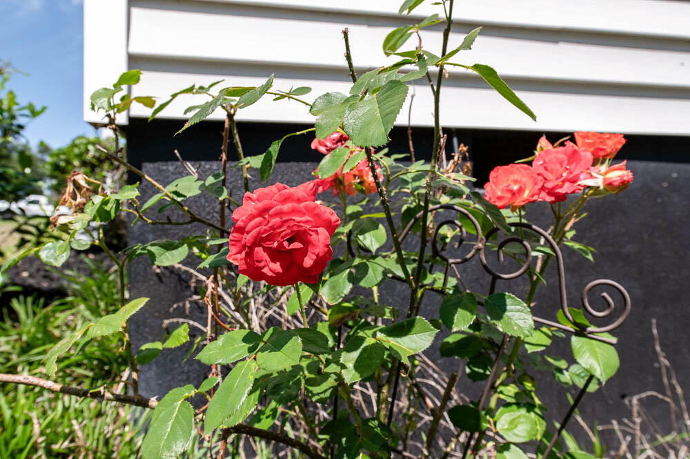 1932 Bolin Road North Augusta, SC 29841 - Photo 38 of 50 Beautiful Flowers!