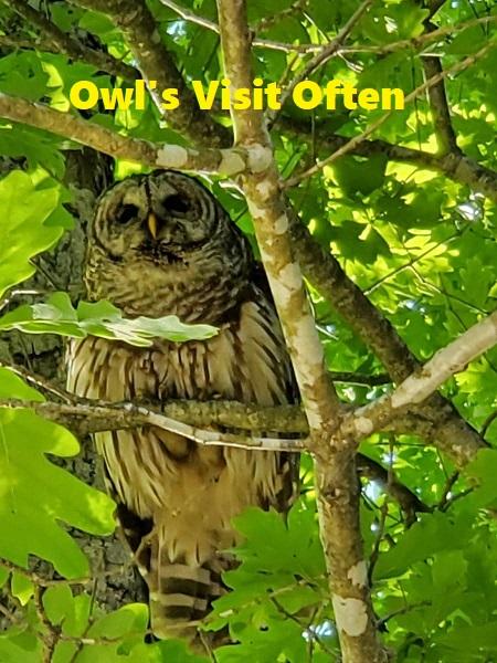 1034 Wilderness Road Friendsville, TN 37737 - Photo 10 of 24 Owl