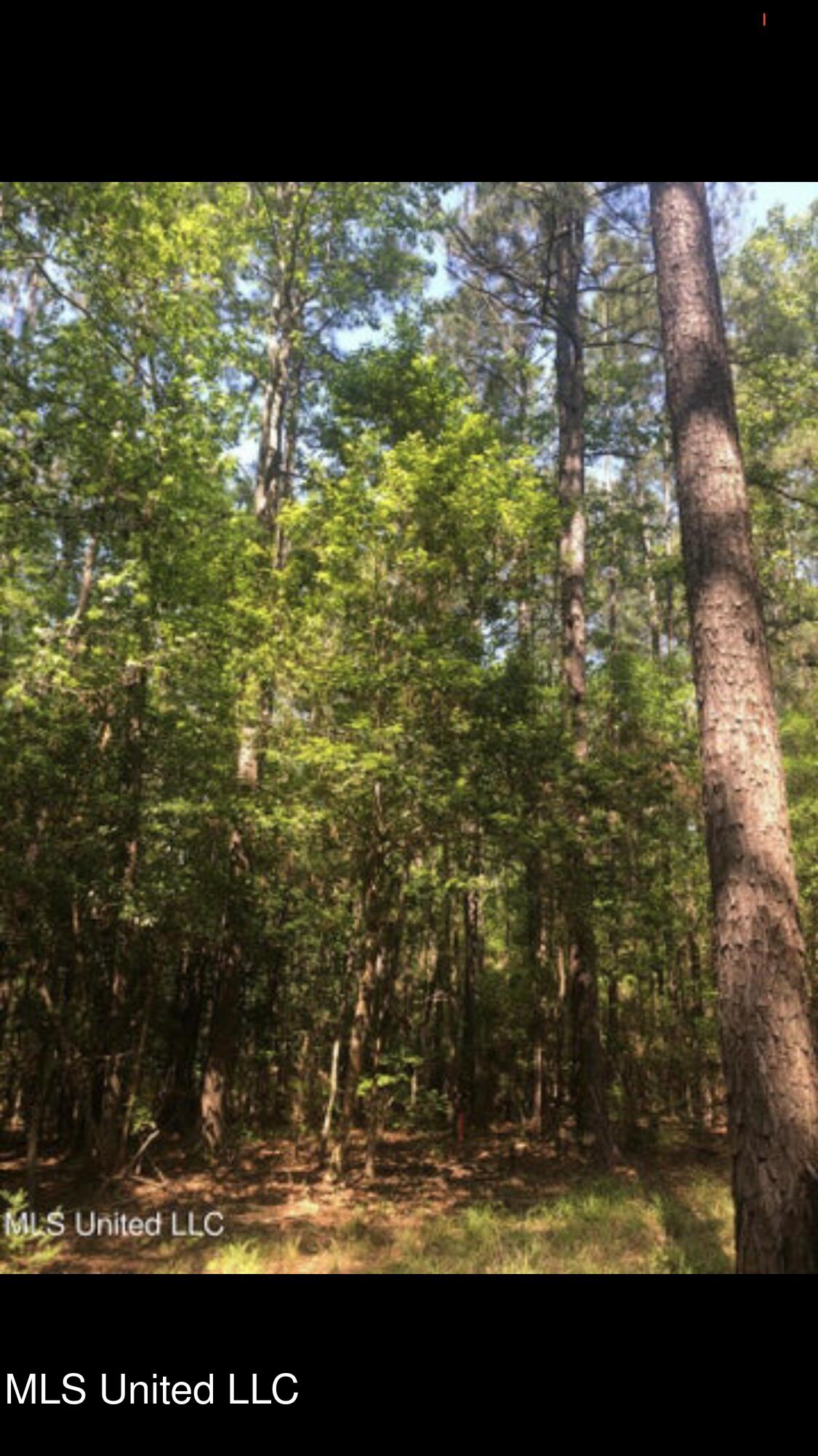 No Shows Road Waynesboro, MS 39367 - Photo 3 of 8 IMG_6292