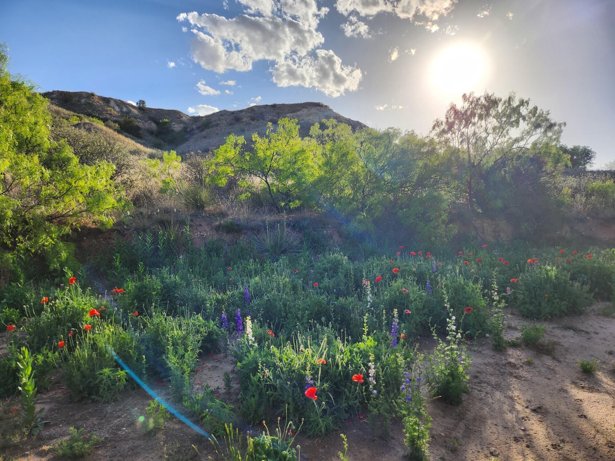 11120 Gentry Lane Slaton, TX 79364 - Photo 17 of 17 a view of a flower in a garden