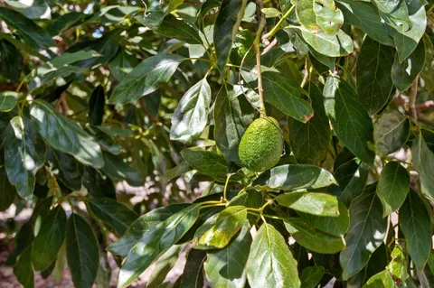 $2,475,000 | 1770 Santa Monica Road, Carpinteria, CA 93013