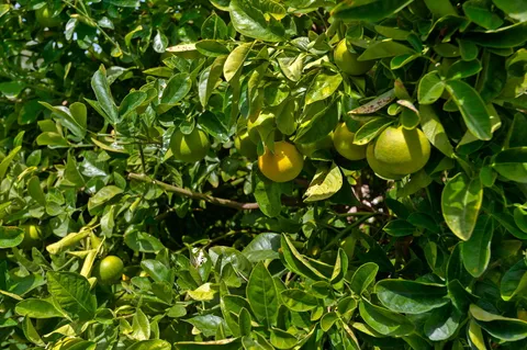 $2,475,000 | 1770 Santa Monica Road, Carpinteria, CA 93013