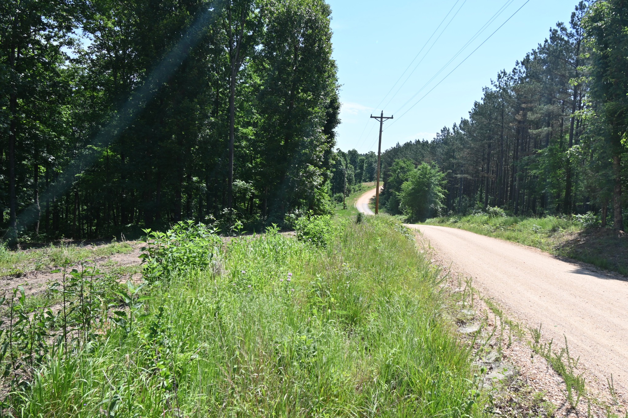 0 Bear Creek Road Waverly, TN 37185 - Photo 26 of 35 a view of a garden with plants
