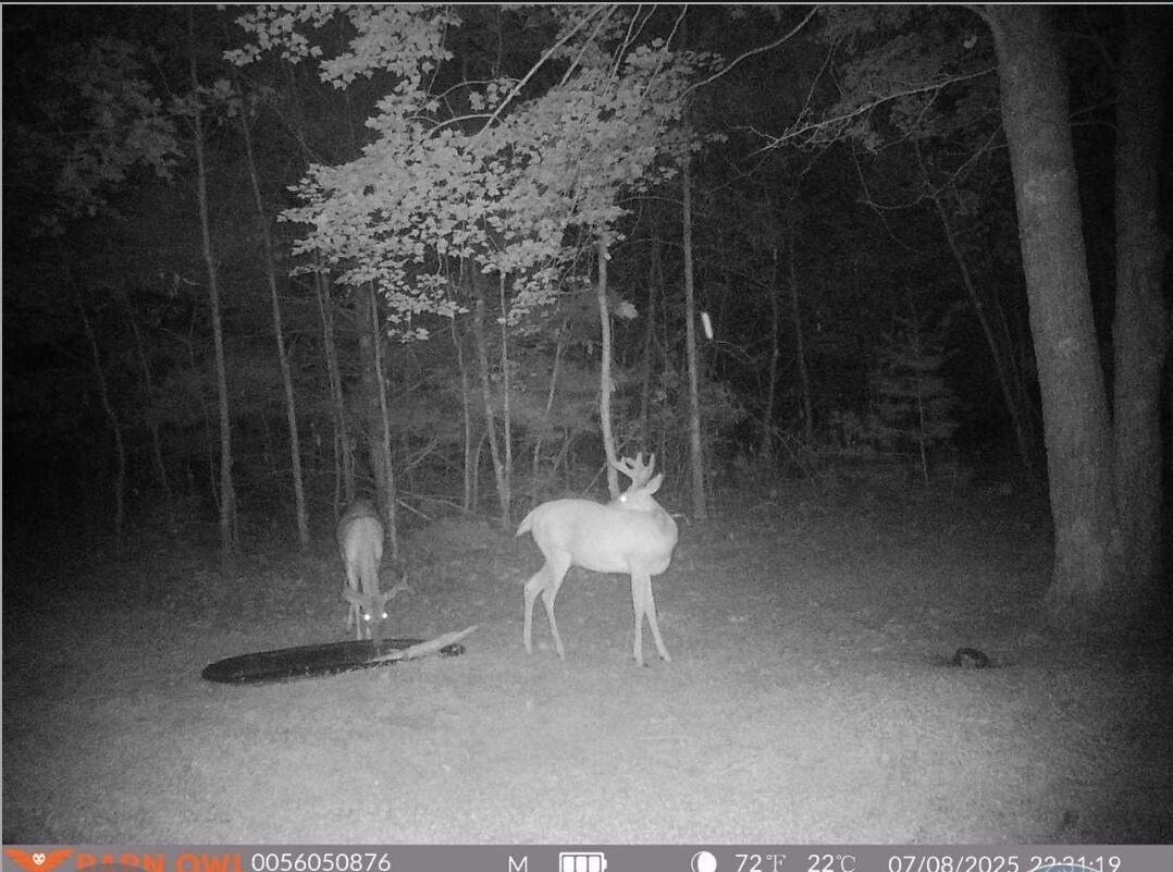 V/l Dexter Road Wellston, MI 49689 - Photo 15 of 22 2641882094846944504