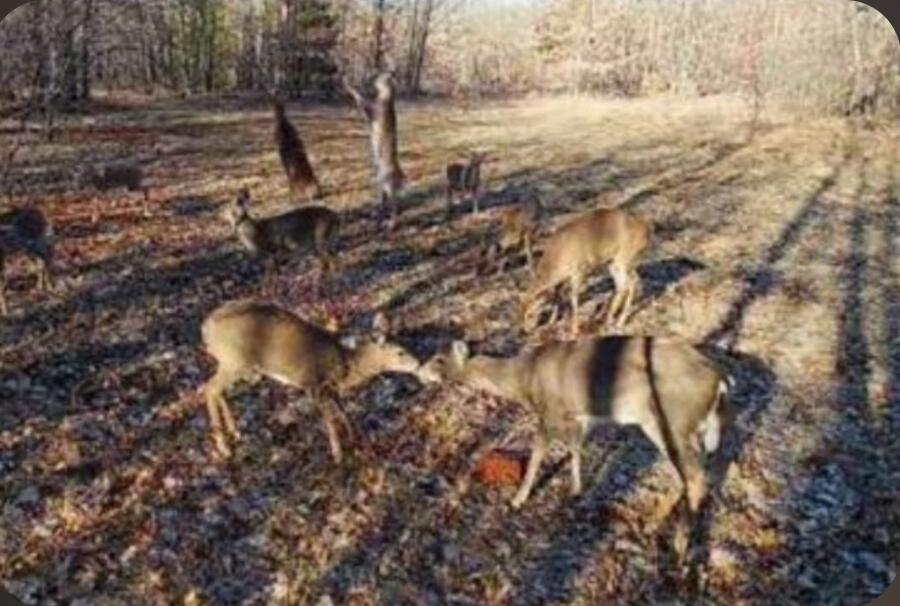 V/l Dexter Road Wellston, MI 49689 - Photo 8 of 22 6705874771134555059