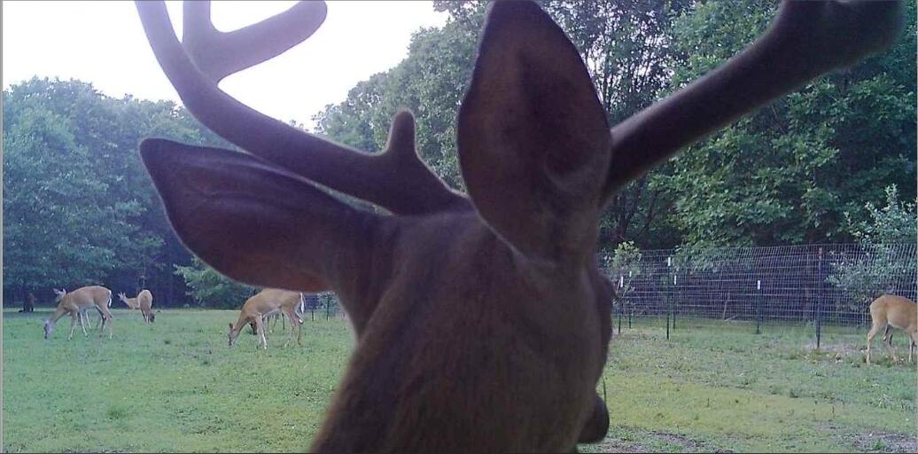 V/l Dexter Road Wellston, MI 49689 - Photo 9 of 22 598638114748238182