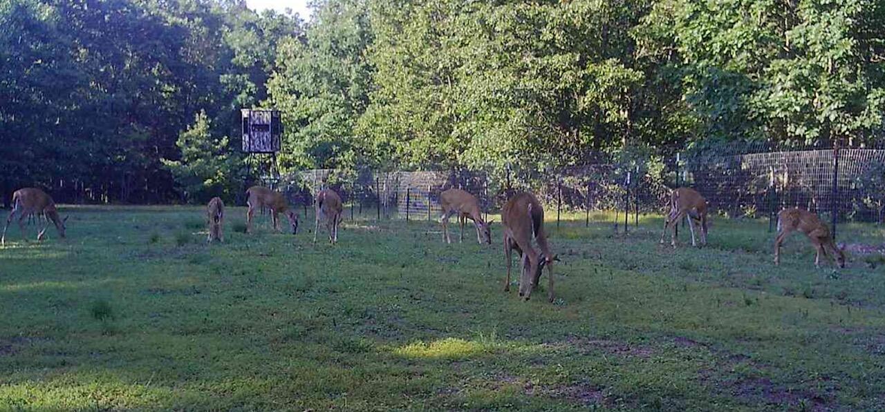 V/l Dexter Road Wellston, MI 49689 - Photo 10 of 22 8992736423256673988