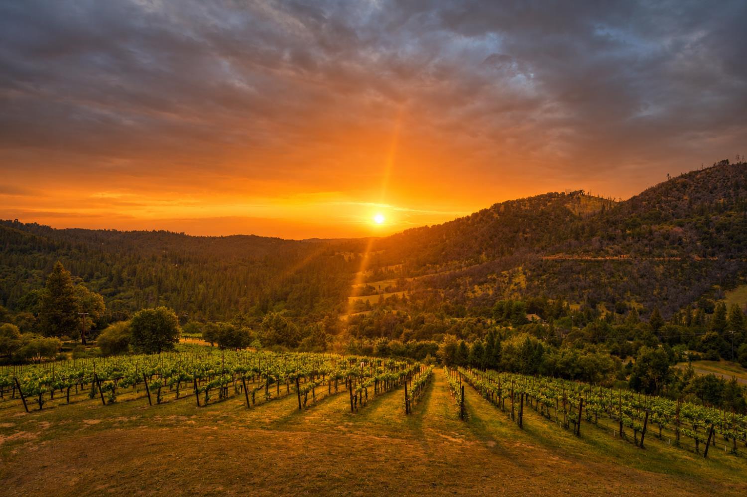 7201 Happy Valley Road Somerset, CA 95684 - Photo 1 of 75 Expansive vineyard landscape with rows of grapevines. Breathtaking sunset view to the west showcasing one of the four Vineyards from the back deck.