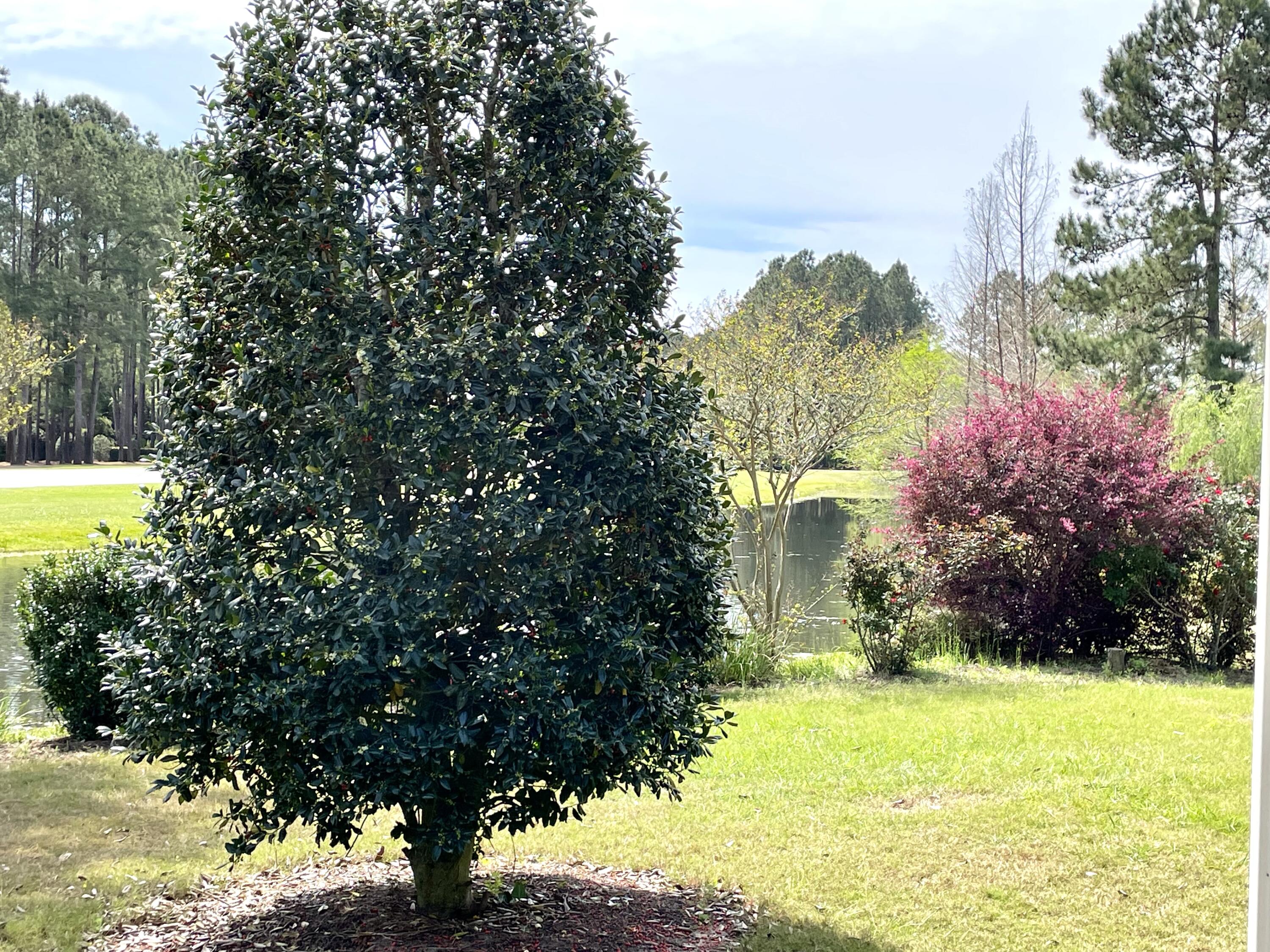 46 Hemingway Lane Freeport, FL 32439 - Photo 12 of 27 a view of a yard with a tree