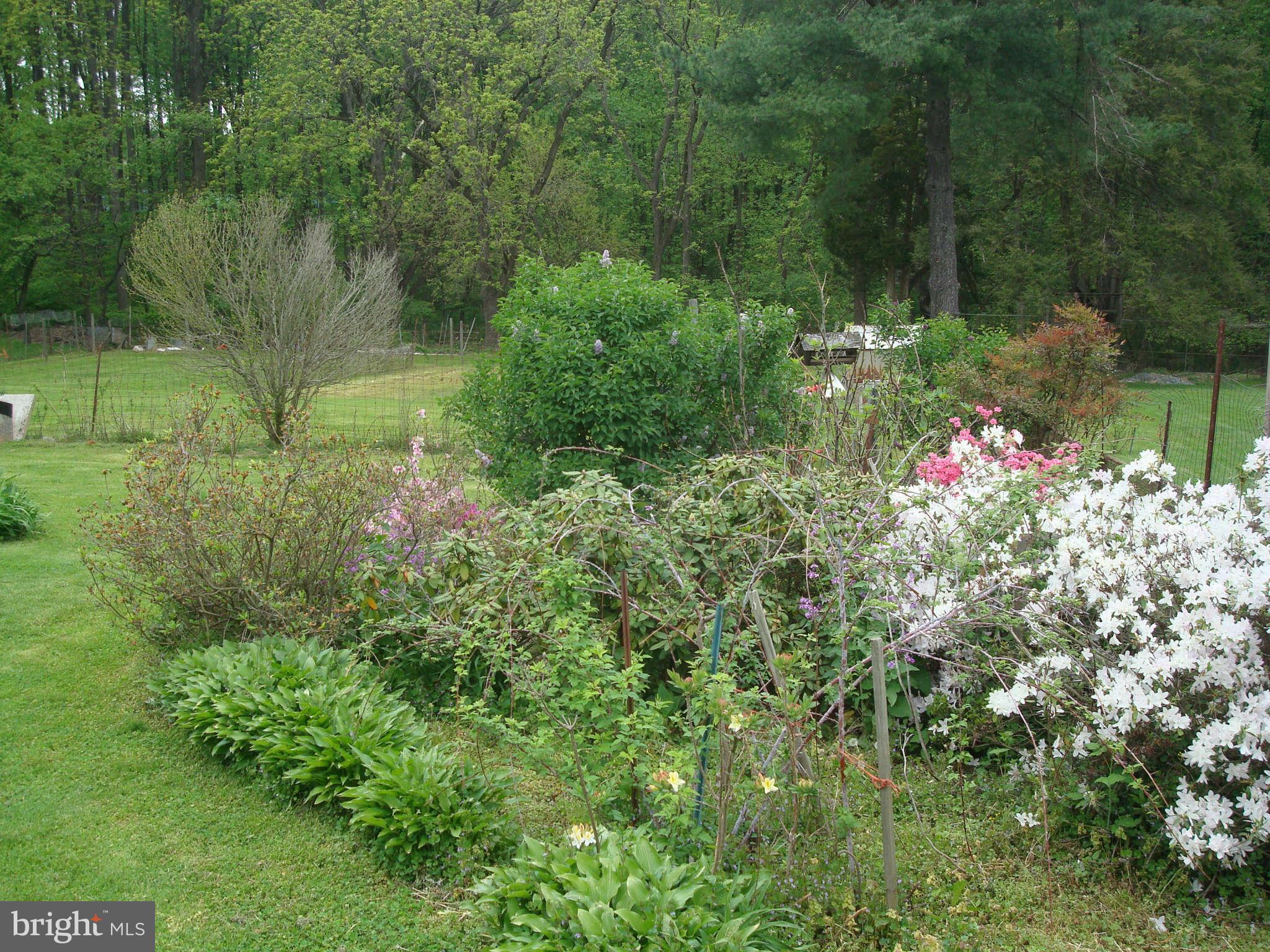 921 Grays Lane Silver Spring, MD 20902 - Photo 18 of 27 Garden Area