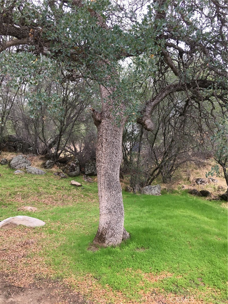 3302 Windy Hollow Road Mariposa, CA 95338 - Photo 7 of 13 a view of a garden with large trees