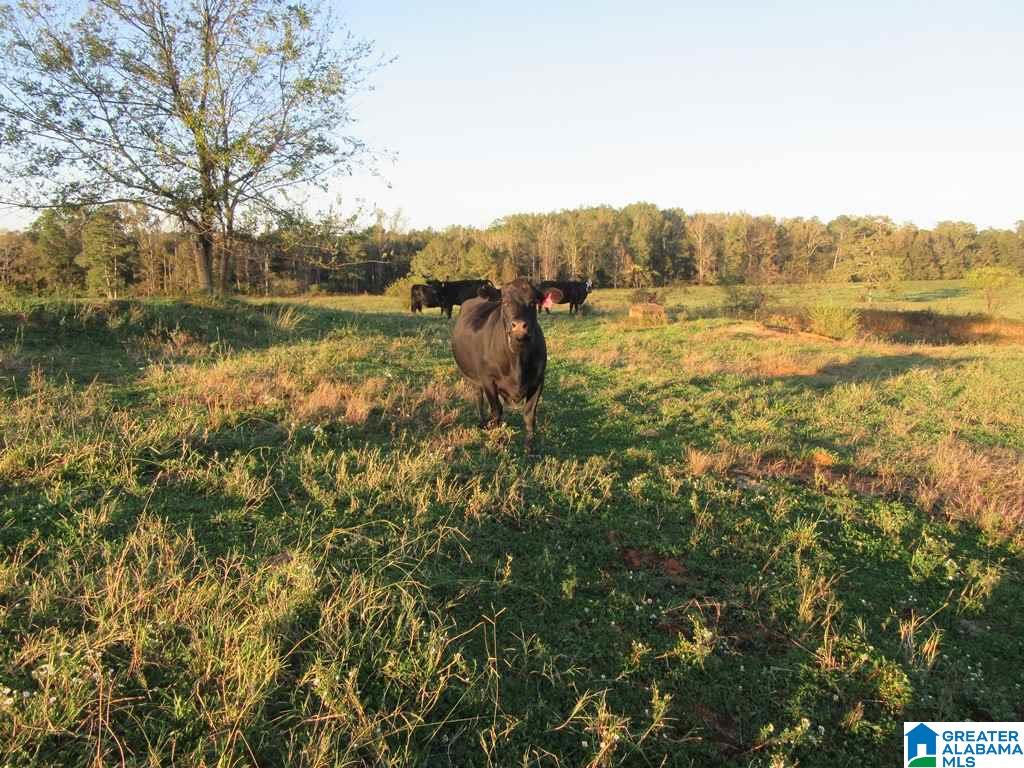 0 Eastaboga Road, Unit 1 Talladega, AL 35160 - Photo 15 of 30