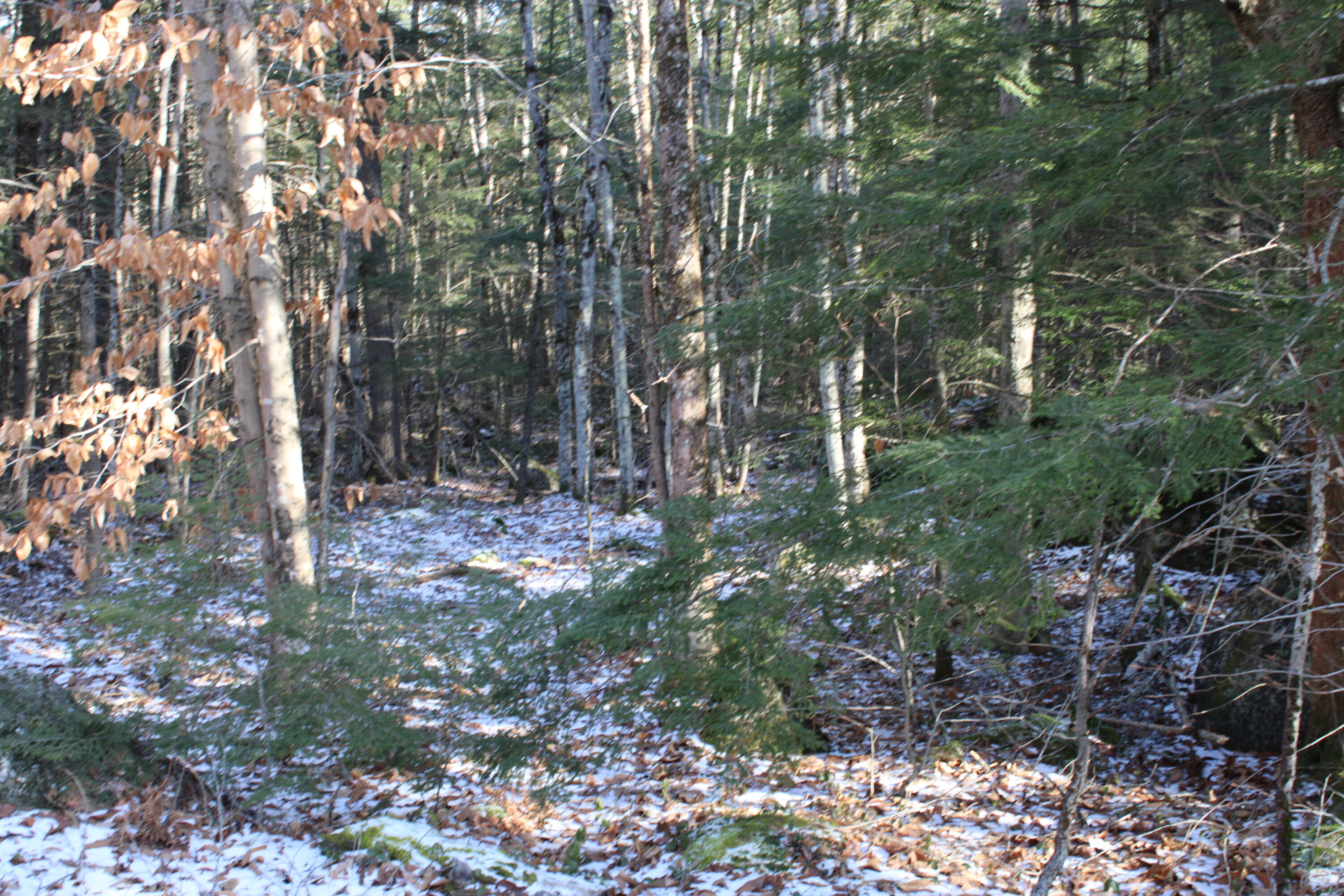 0 Senator Black Road West Baldwin, ME 04091 - Photo 1 of 16 senblackpic6