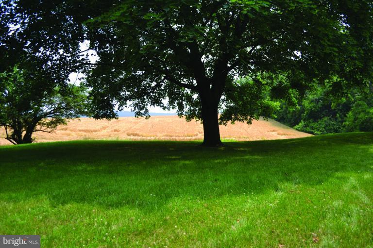 a view of a trees with a yard