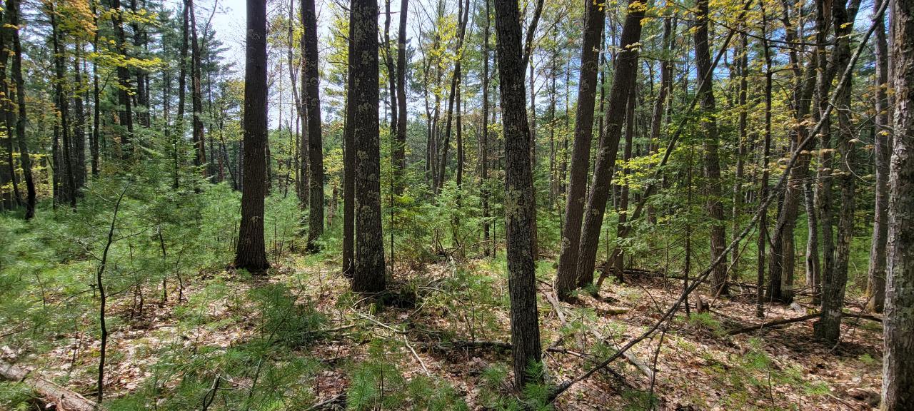Off Witches Lake Road, Unit LOT 4 Woodruff, WI 54568 - Photo 27 of 39 Gallery Image 27