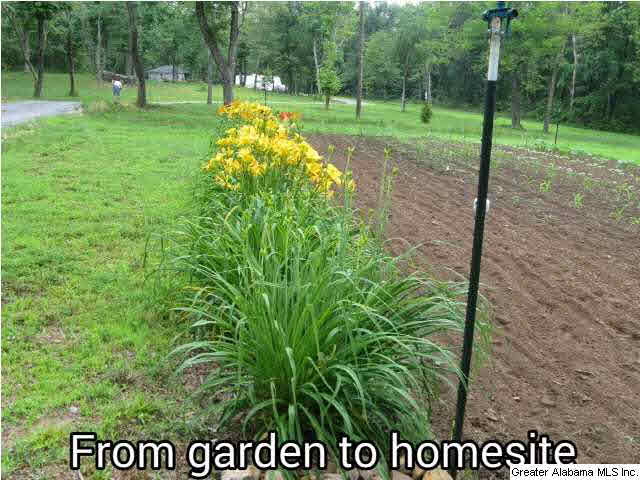 403 Dewberry Lane Springville, AL 35146 - Photo 2 of 4