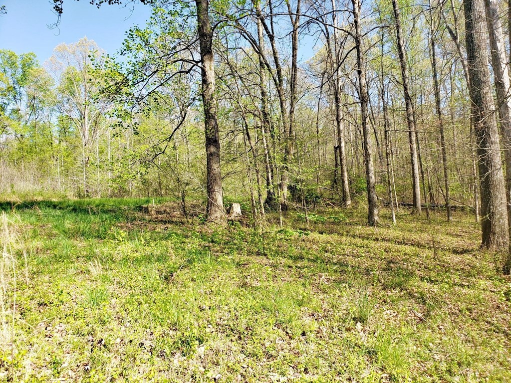 4507 River Road Ten Mile, TN 37880 - Photo 11 of 51 Gallery Image 11