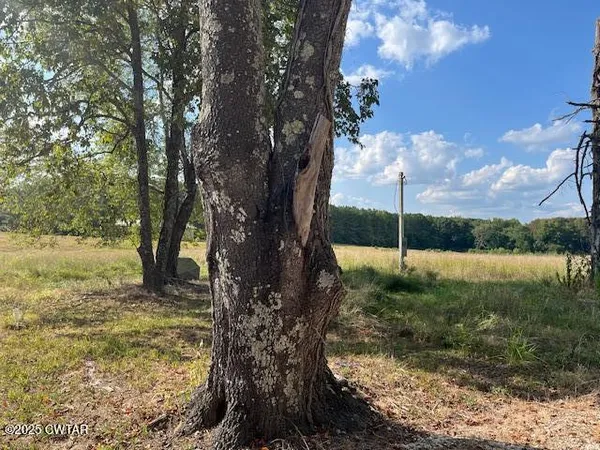 a view of a tree in a yard