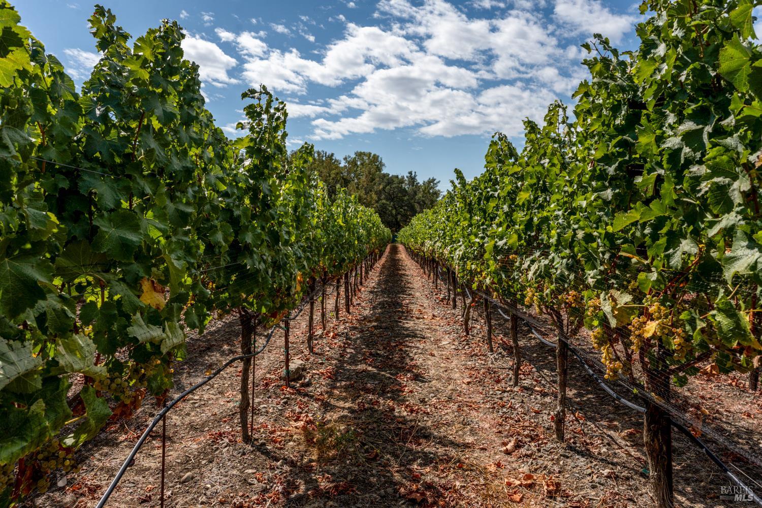 3340 Lichau Road Penngrove, CA 94951 - Photo 17 of 24 a view of a lake with lots of trees