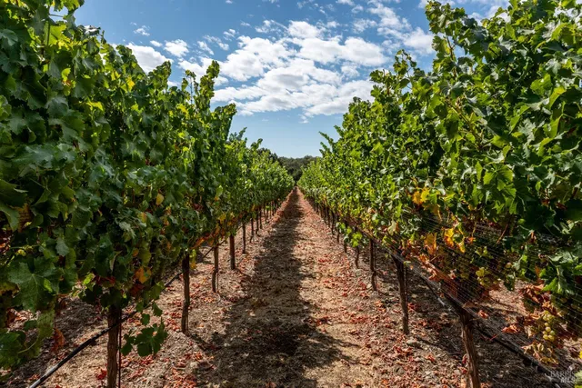 a view of yard with tree