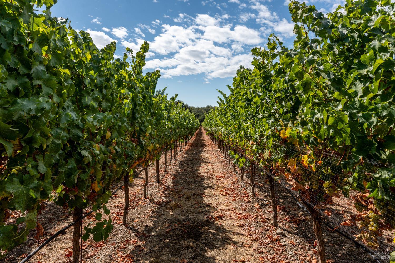 3340 Lichau Road Penngrove, CA 94951 - Photo 19 of 24 a view of a tree in a yard with a tree