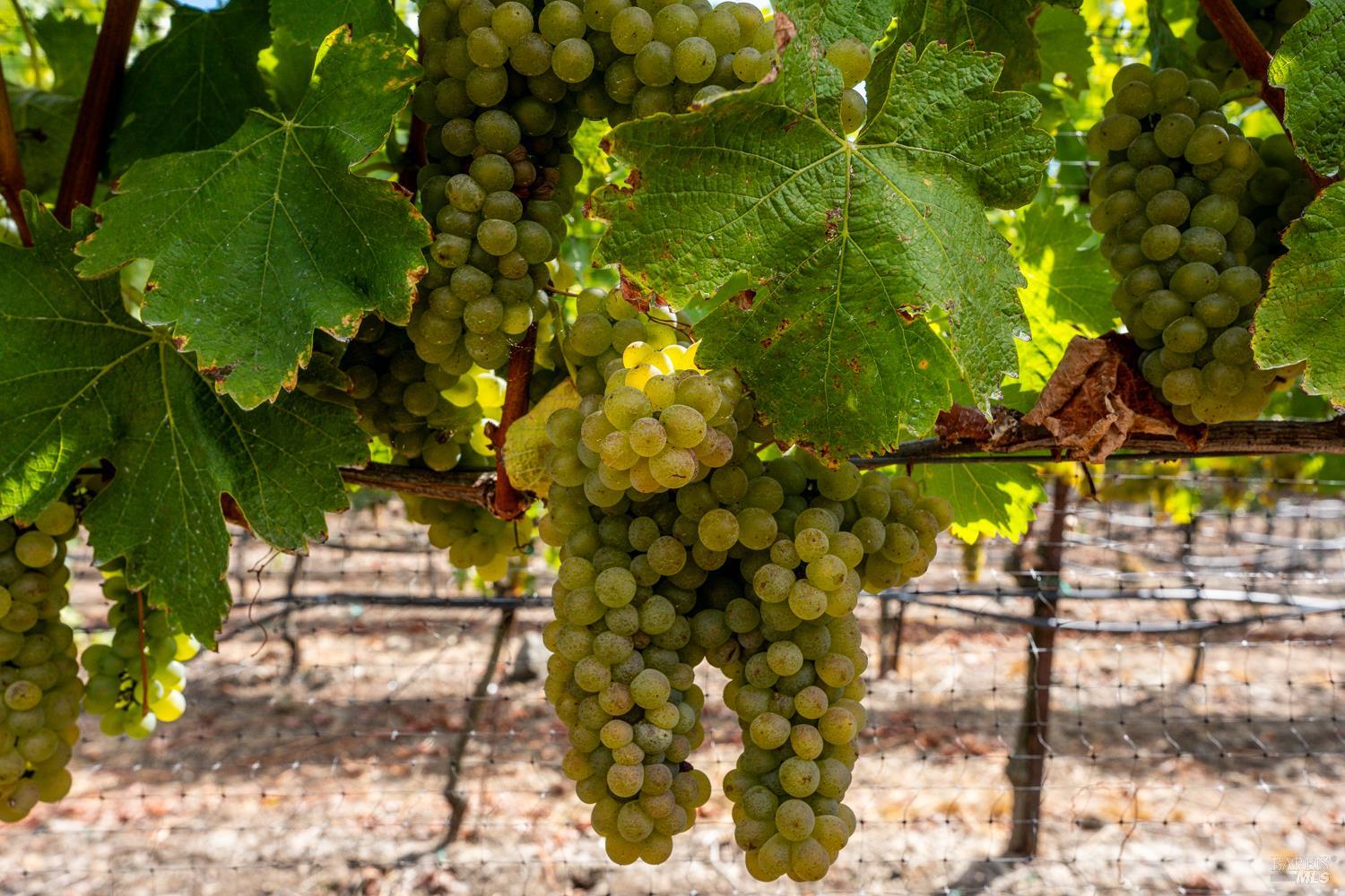 3340 Lichau Road Penngrove, CA 94951 - Photo 20 of 24 a view of yard with tree
