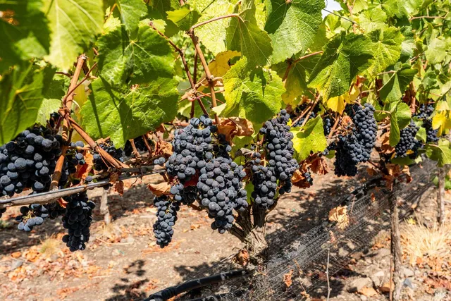 a view of a lake with a mountain in the background