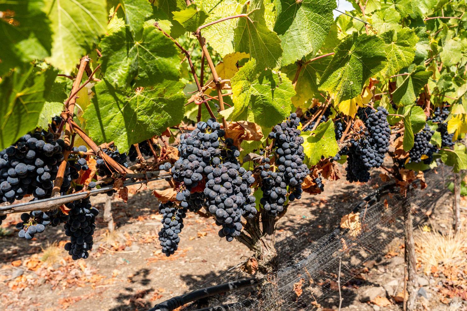 3340 Lichau Road Penngrove, CA 94951 - Photo 21 of 24 a view of tree