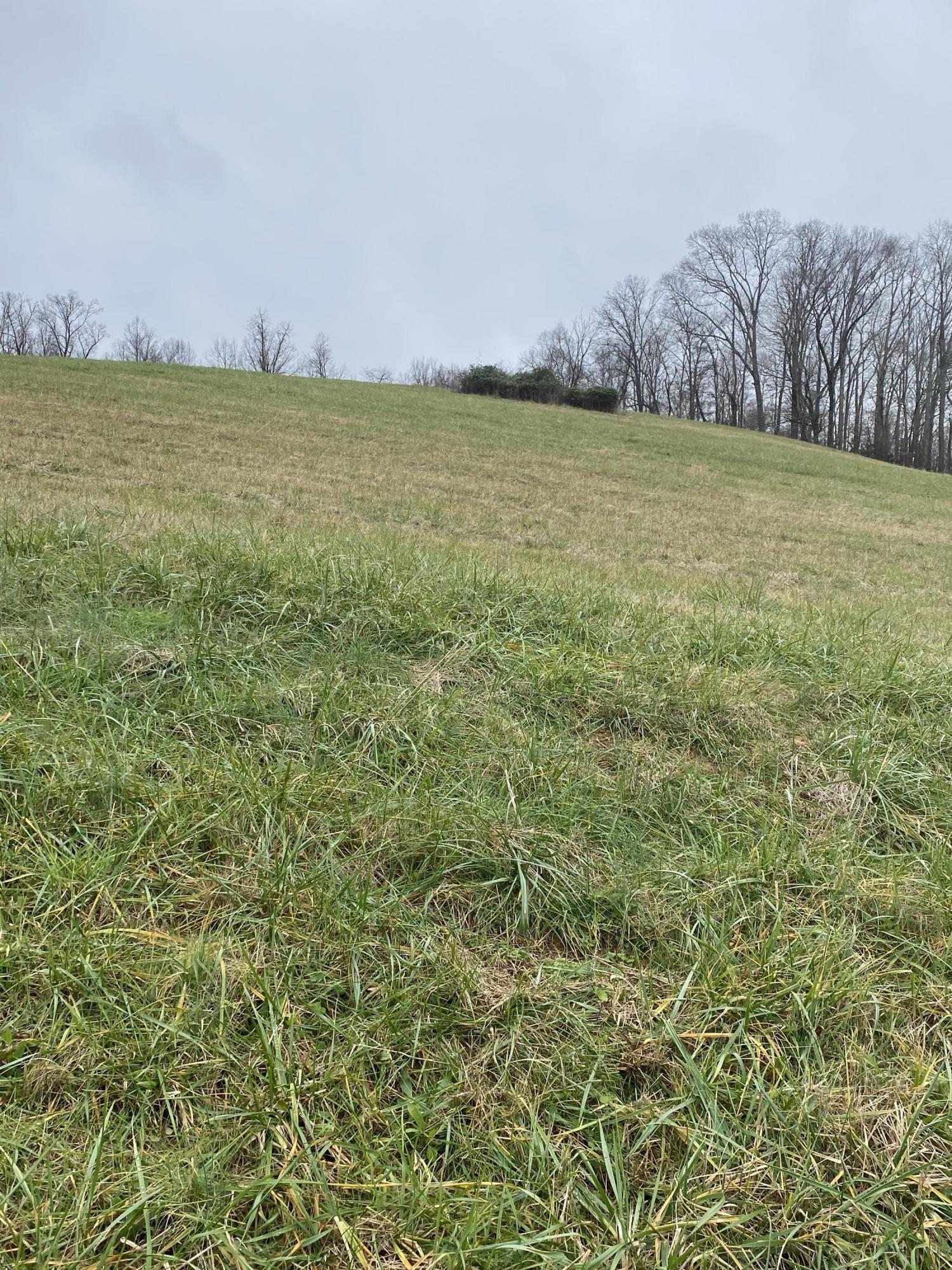 Bob Wright Road Maynardville, TN 37807 - Photo 7 of 15 IMG_1233 (2)