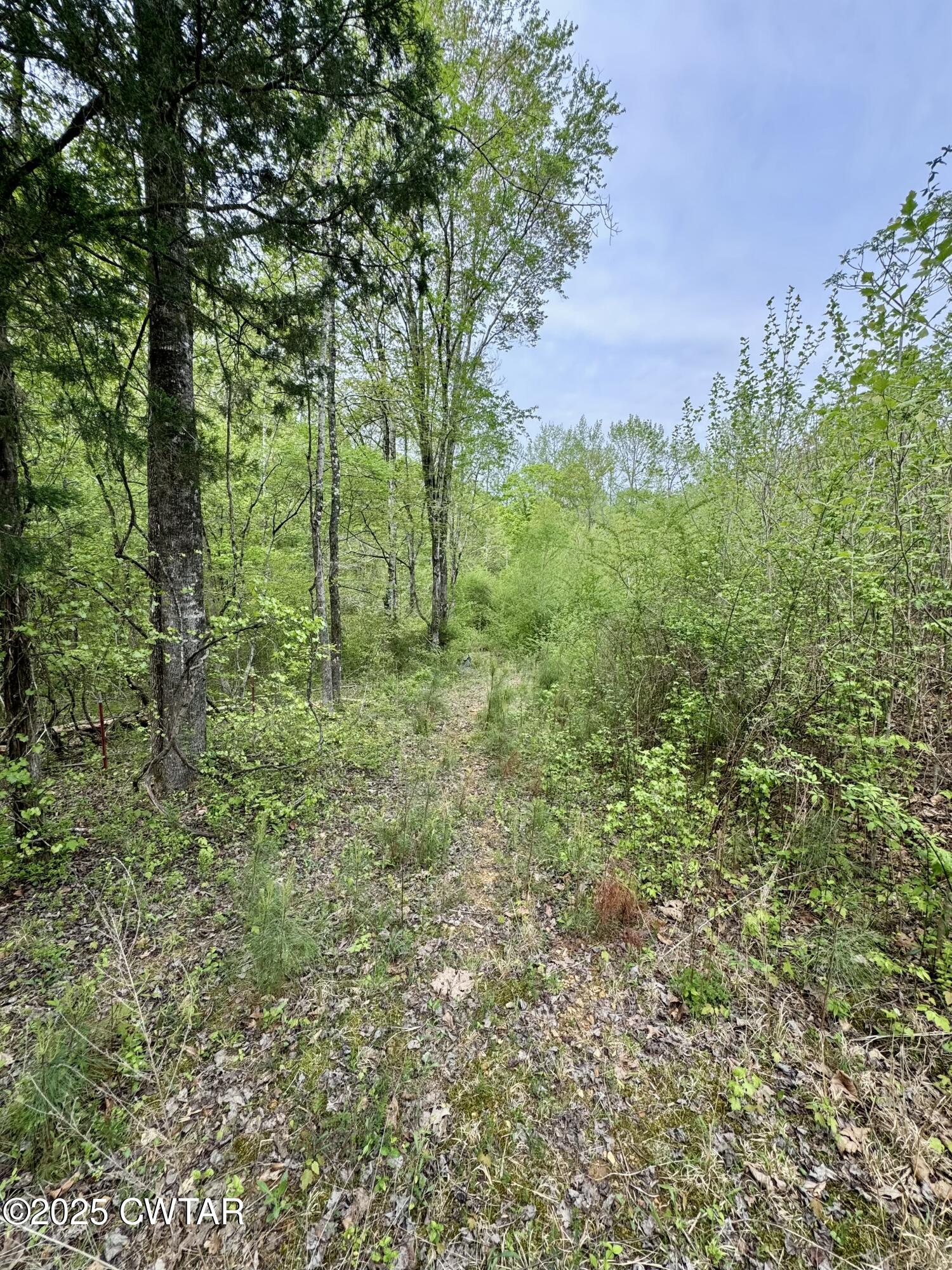 0 Pickwick Road Savannah, TN 38372 - Photo 13 of 15 a big yard with lots of green space
