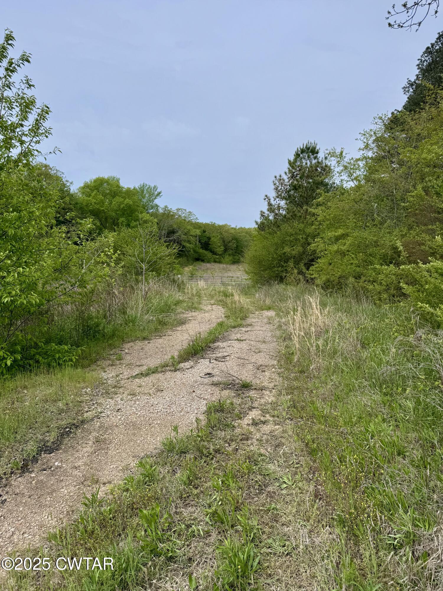 0 Pickwick Road Savannah, TN 38372 - Photo 15 of 15 a view of a yard with a tree