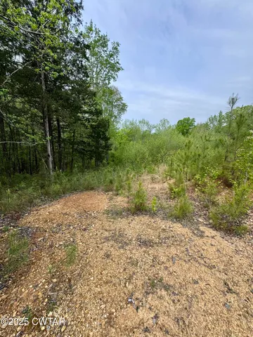 a view of a yard with plants and a large tree