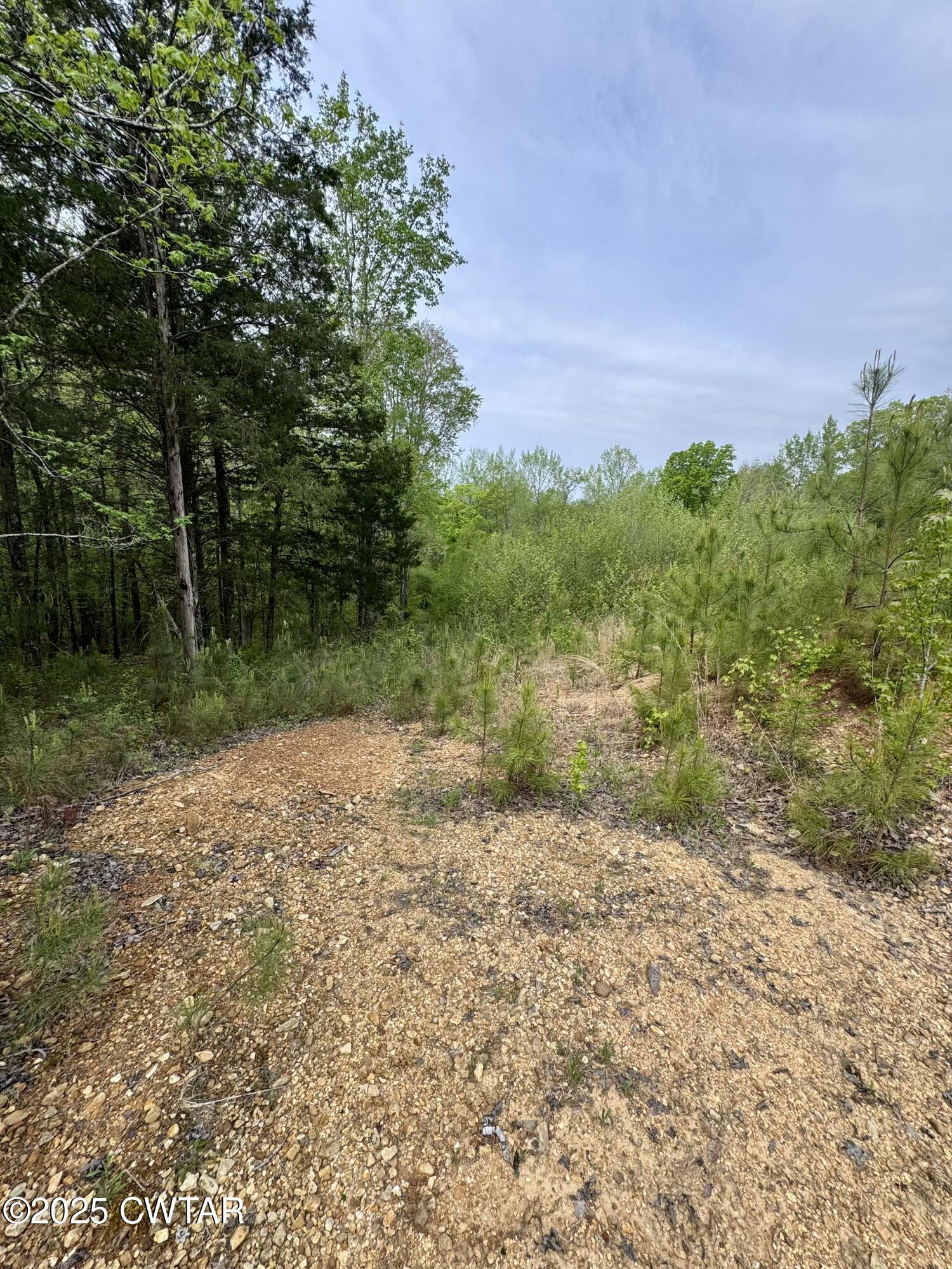 0 Pickwick Road Savannah, TN 38372 - Photo 9 of 15 a view of a yard with plants and a large tree