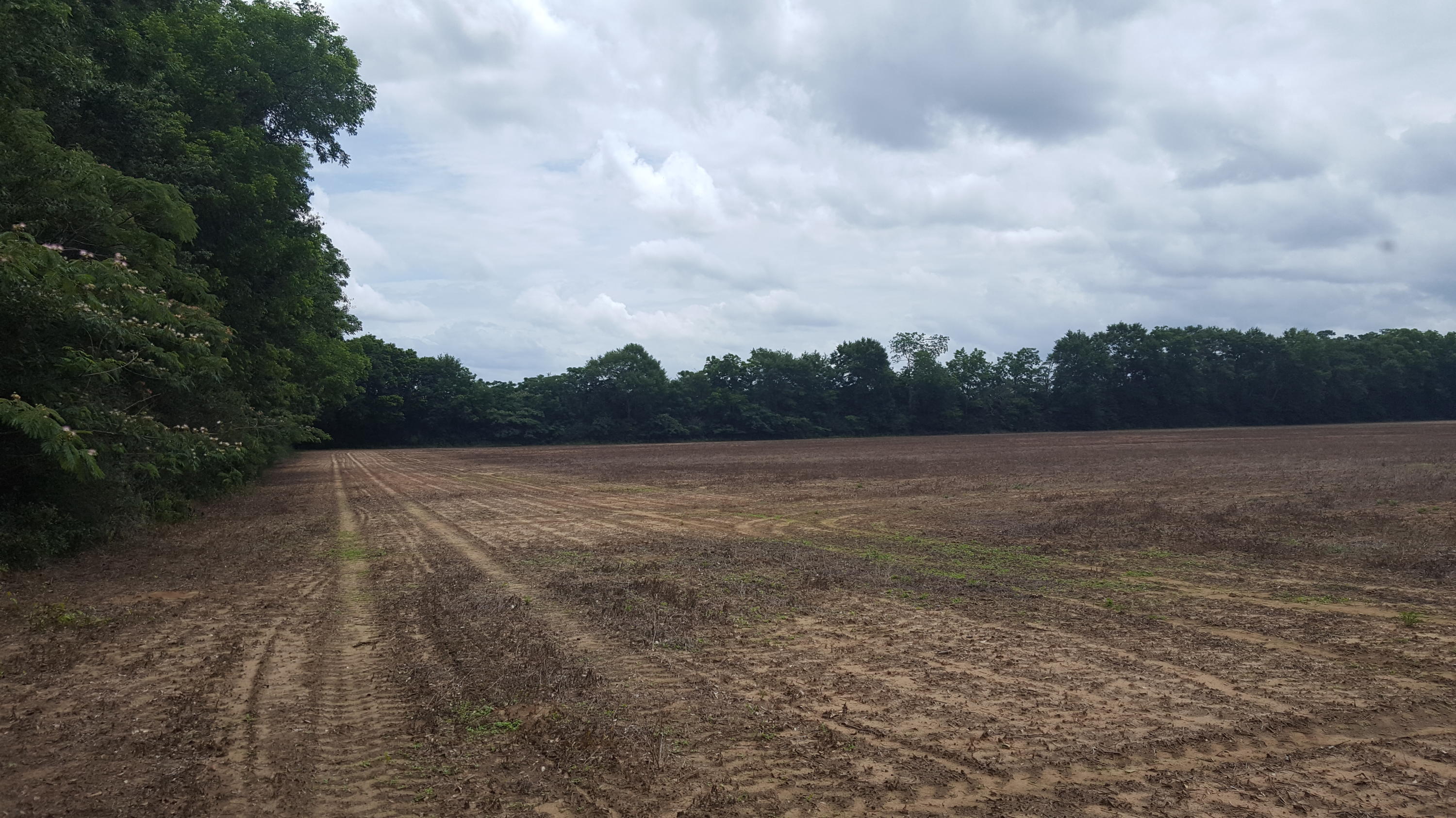 0 Griswold Road Jay, FL 32565 - Photo 2 of 3 a view of a field with trees in the background