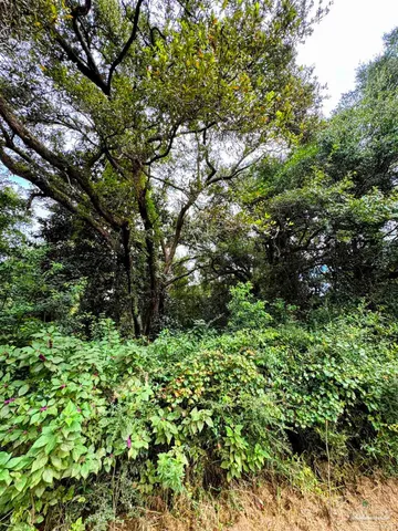 a plant view in yard