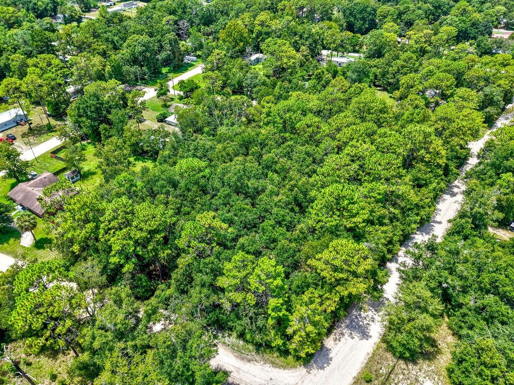 Northeast 51st Place Williston, FL 32696 - Photo 12 of 17 a view of a lush green forest with lots of trees