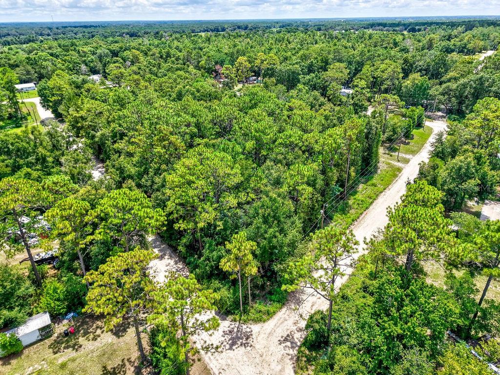Northeast 51st Place Williston, FL 32696 - Photo 13 of 17 a view of a yard with plants
