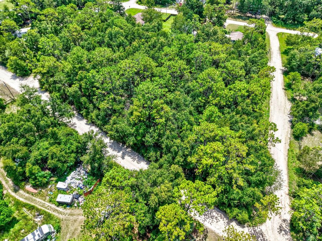 Northeast 51st Place Williston, FL 32696 - Photo 17 of 17 a view of a lush green forest