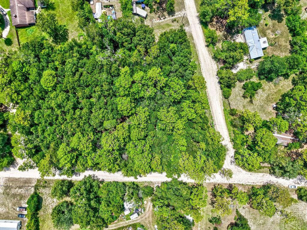 Northeast 51st Place Williston, FL 32696 - Photo 3 of 17 a view of a plant in a garden