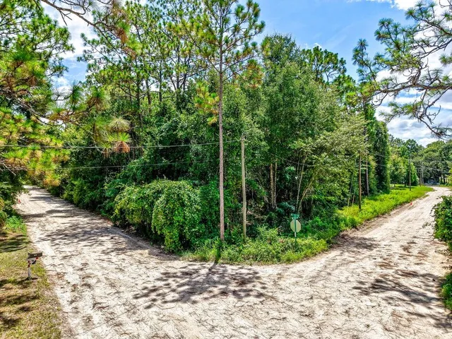a view of a park with plants and large trees