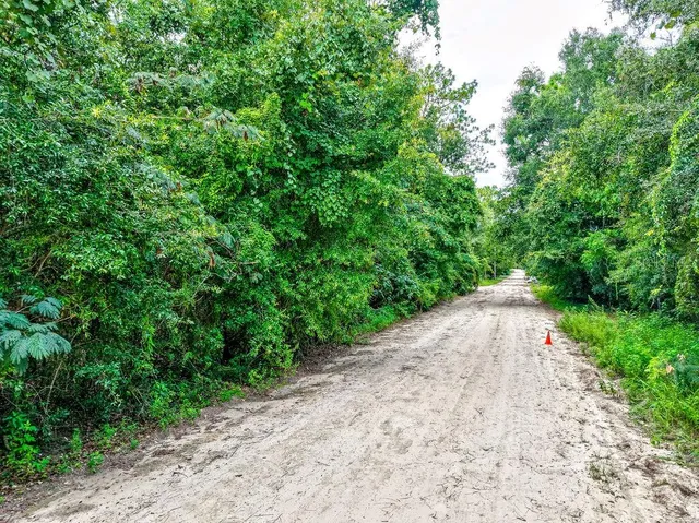 a view of a road with plants and trees