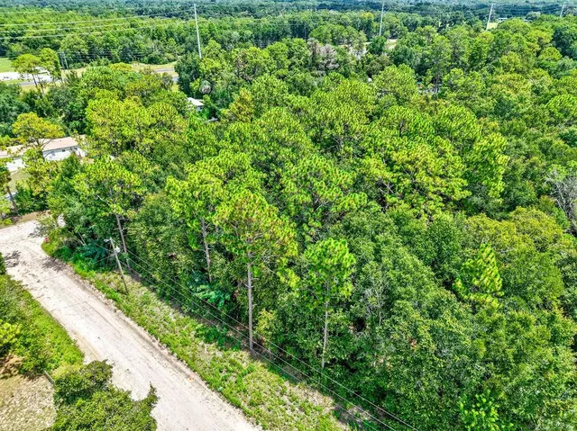a view of a lush green forest with lawn chairs