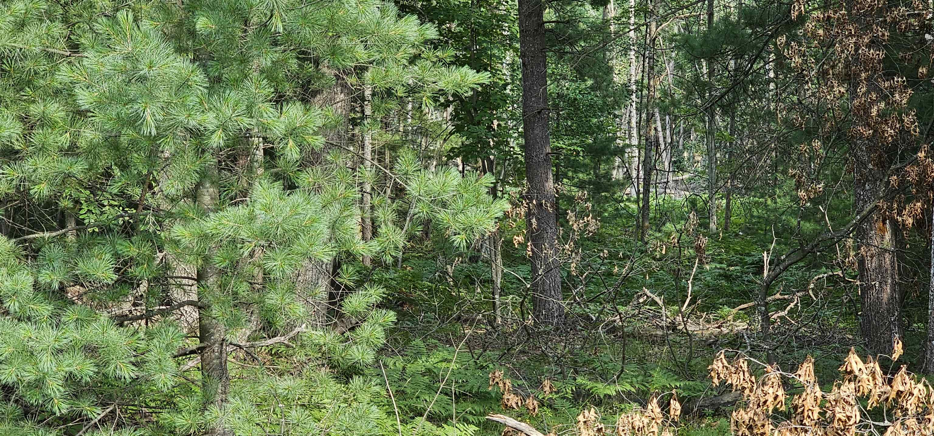 0 Wilderness Road Alger, MI 48610 - Photo 8 of 8