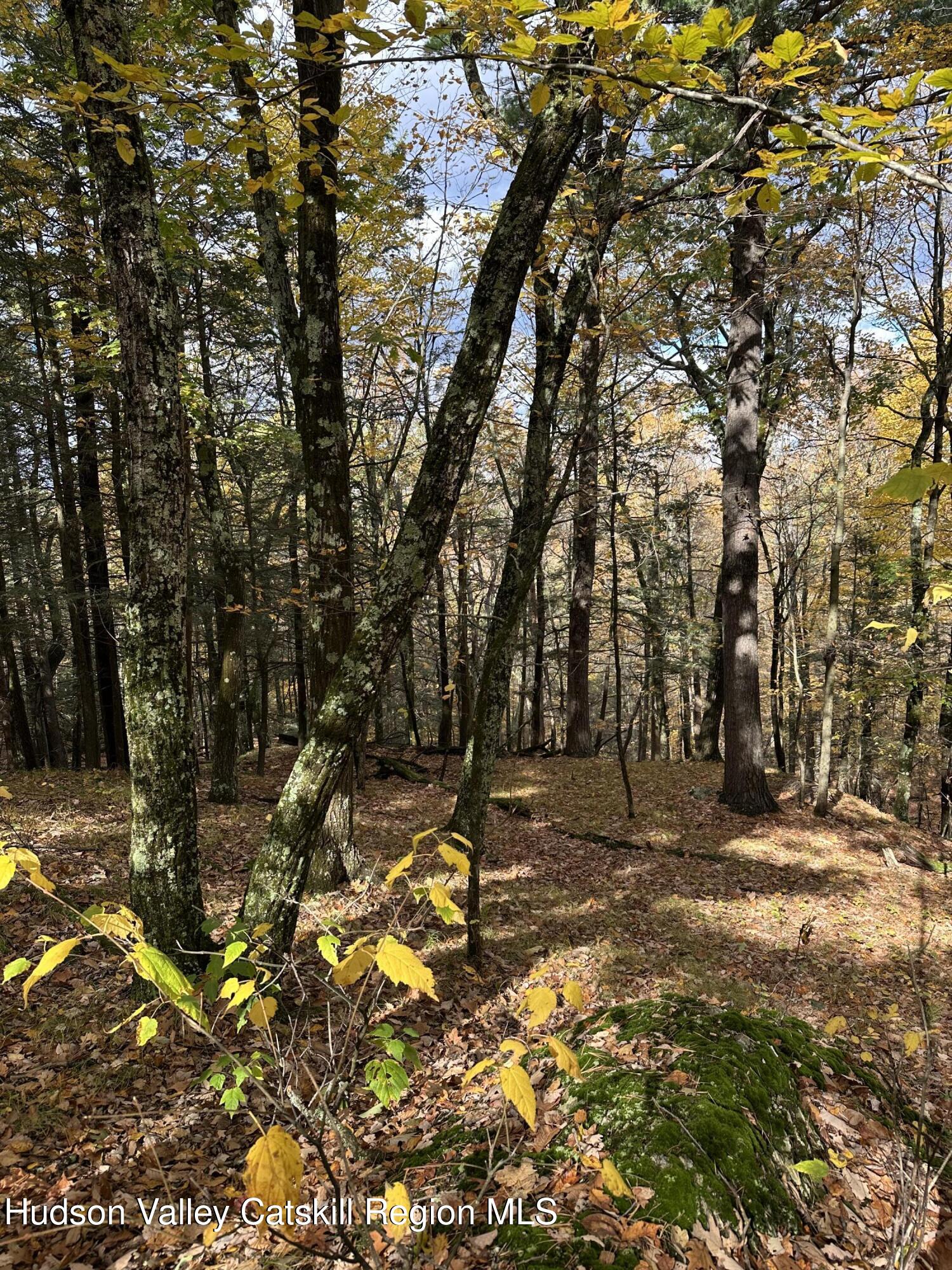 0 Labranch Hillsdale, NY 12529 - Photo 11 of 13 a backyard of a house with lots of green space