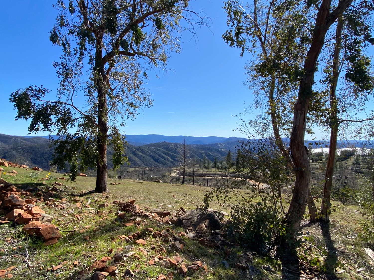 709 Encina Grande Road Berry Creek, CA 95916 - Photo 12 of 12 a view of a yard with a tree
