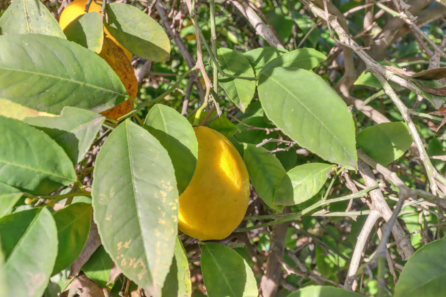 709 A Street Davis, CA 95616 - Photo 56 of 74 a view of a swimming pool